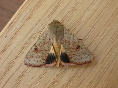 Indian Weed Caterpillar
