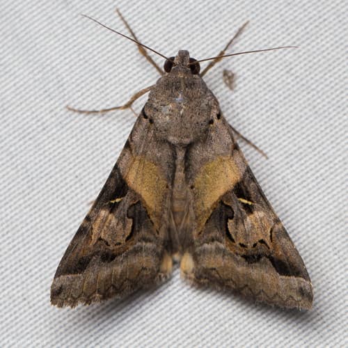 Indomitable Graphic Moth