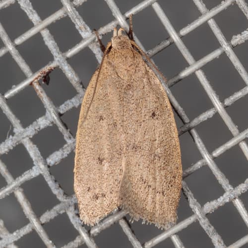 Inga obscuromaculella