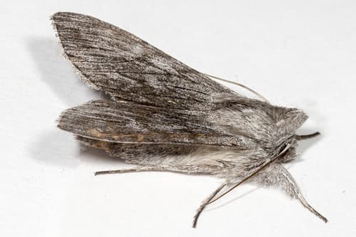 Intermediate Hooded Owlet