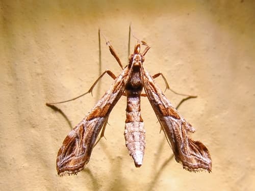 Interrupted Lineodes Moth
