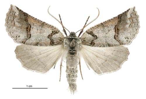 Junctilinea Moth