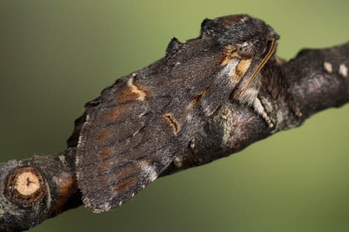 Iron Prominent