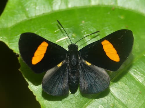 Isapis agyrtus