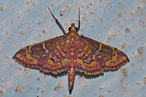 Gracious Ischnurges Moth