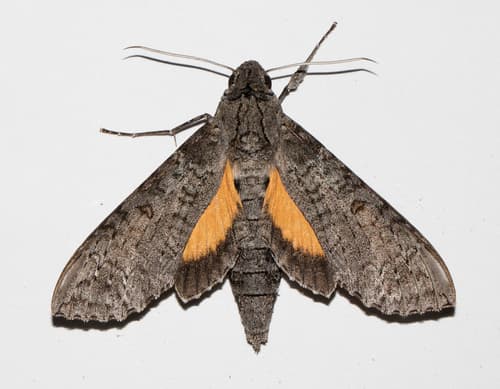 Allamanda Sphinx Moth