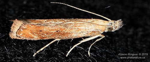 Anteliella Twirler Moth