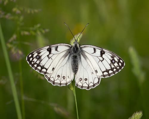 Italian marbled white