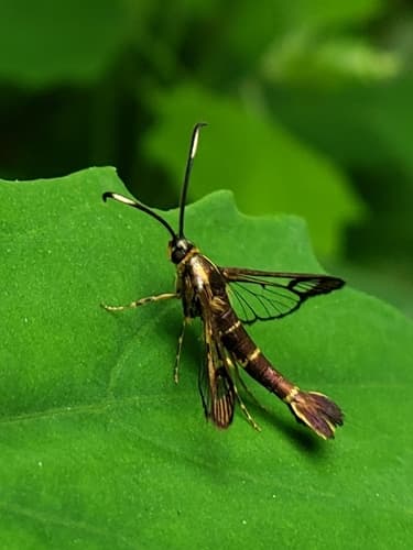 Ithaca Clearwing Moth
