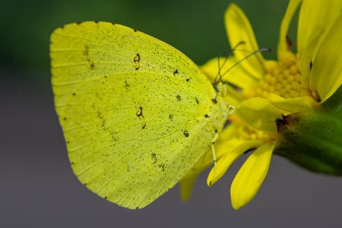 Japanese common grass yellow