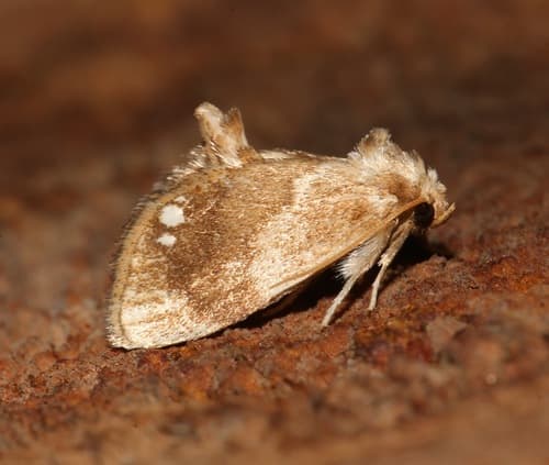 Jeweled Tailed Slug Moth