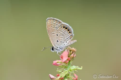 Jewelled Grass-blue