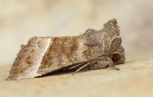 Joe-Pye Weed Borer Moth