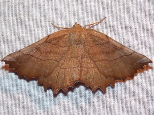 Johnson's Euchlaena Moth