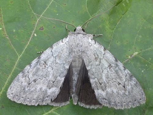 Judith's Underwing