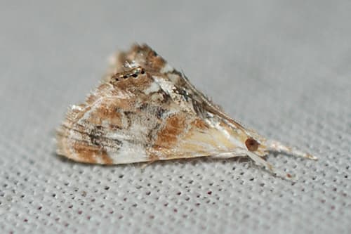 Julia's Dicymolomia Moth