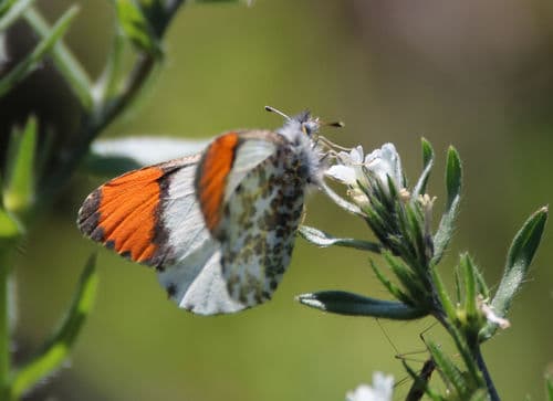 Julia Orangetip