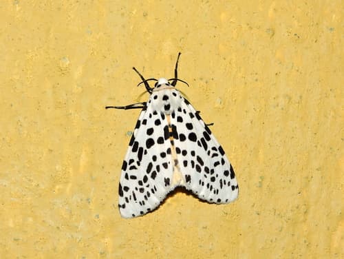 Many-spotted Tiger Moth