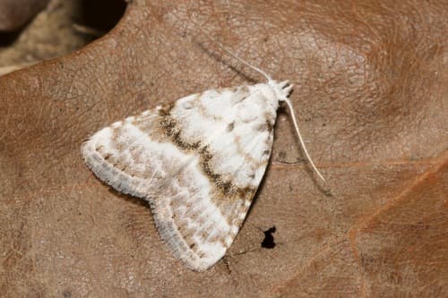 Kent Black Arches