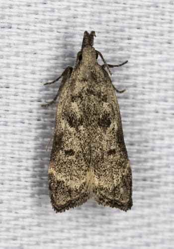 Kimball's Dichomeris Moth
