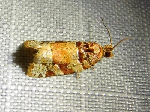 Kimball's Leafroller Moth