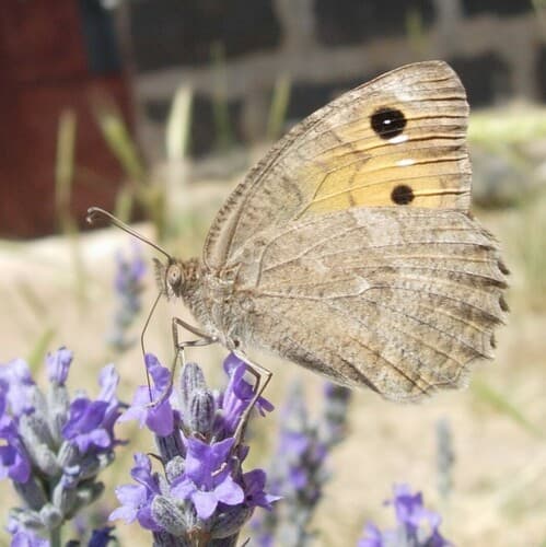 Klug's Tawny Rockbrown