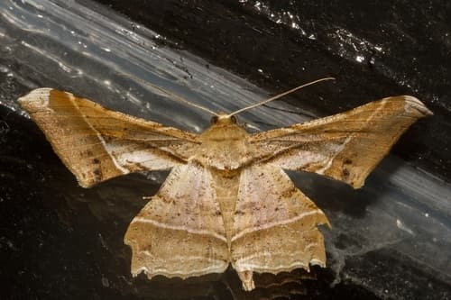 Krananda latimarginaria