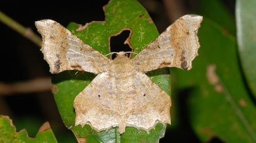 Krananda oliveomarginata