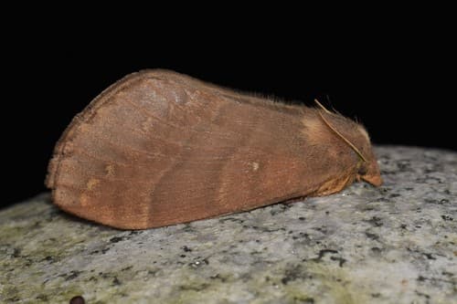 Wavy Lappet Moth