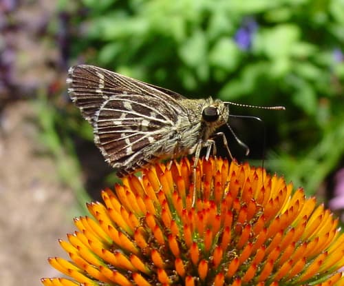 Lace-winged Roadside-Skipper