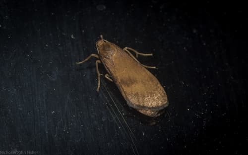 Lambula obliquilinea