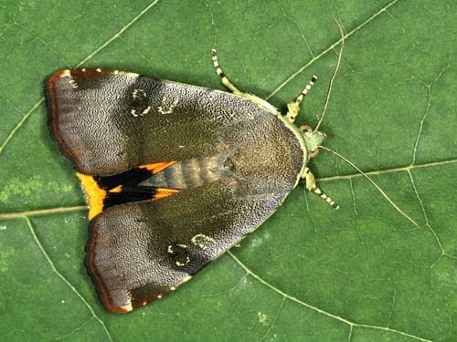 Langmaid's Yellow Underwing