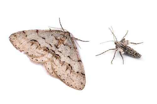 Larerannis orthogrammaria