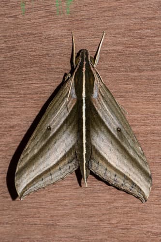 Large banded hawkmoth