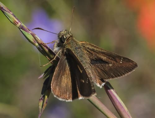Large Dingy Skipper