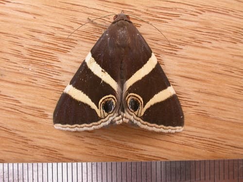 Large-eyed Box-owlet