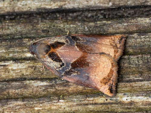 Large Fruit-tree Tortrix