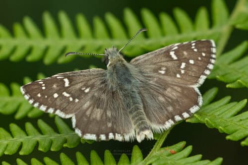 Large Grizzled Skipper