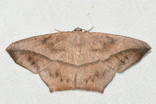 Large Maple Spanworm Moth