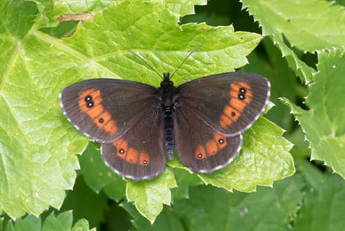 Large Ringlet
