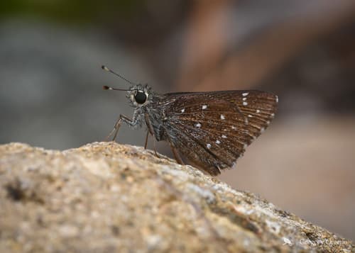 Large Roadside-Skipper