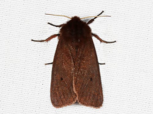 Large Ruby Tiger Moth