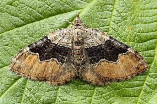 Large Twin-spot Carpet