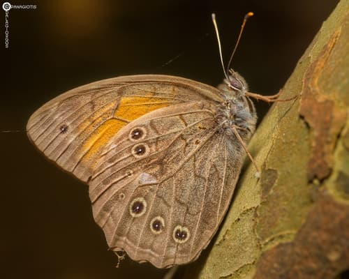 Lattice brown