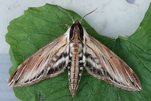 Laurel Sphinx