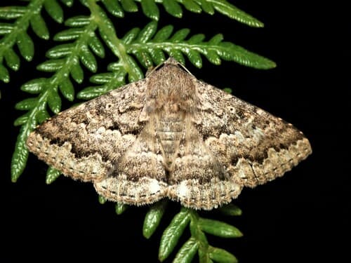 Lawson's Night Moth