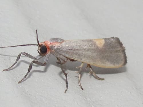 Lead-colored Lichen Moth