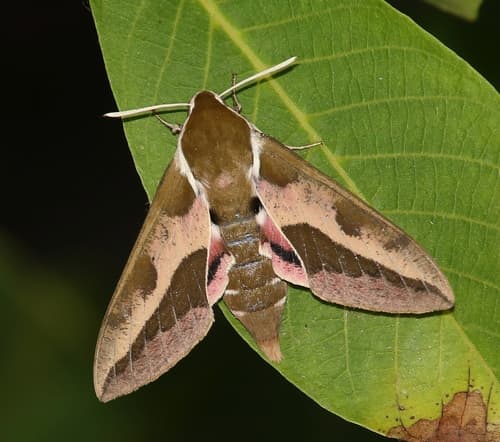 Leafy Spurge Hawkmoth