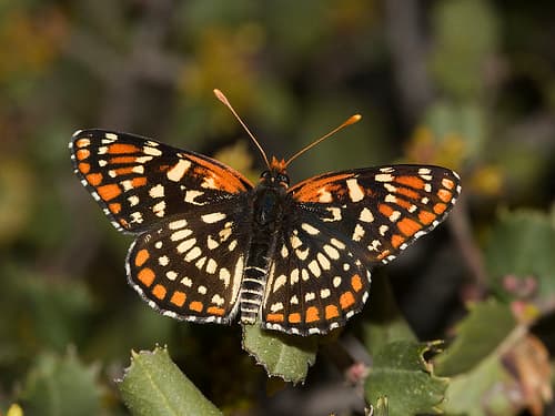 Leanira Checkerspot
