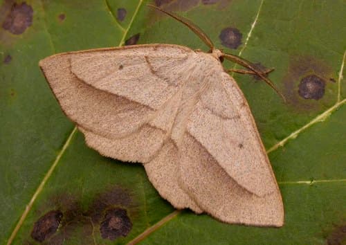 Least-marked Euchlaena Moth